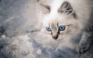 Картинка мордочка, котёнок, голубые глаза