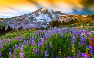 Картинка Mount Rainier National Park, вершина, гора, Маунт-Рейнир, природа, люпин, США, цветы, вулкан, Вашингтон, трава