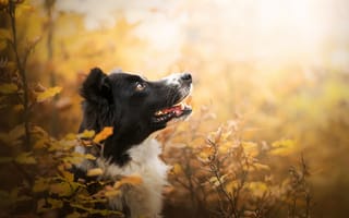 Картинка собака, Бордер-колли, морда, портрет, осень, боке, ветки, профиль