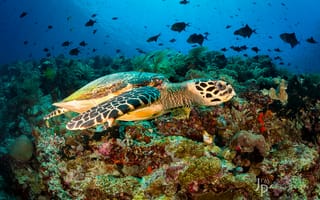 Картинка черепаха, рыбы, кораллы, подводный мир
