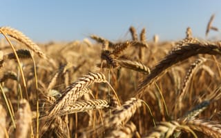 Картинка лето, пшеница, колос, пейзаж, поле
