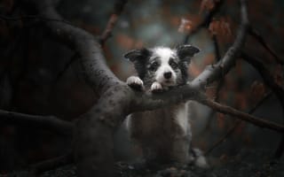 Картинка собака, осень, боке, дерево, мордашка, Бордер-колли, ветки, пёсик, грустный взгляд
