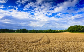 Картинка пейзаж, пшеница, следы, поле, деревья