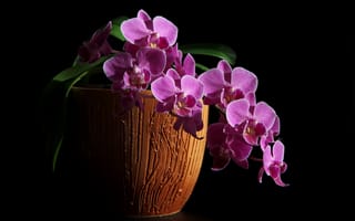 Картинка орхидеи, цветы дома, фаленопсис, зима, комнатные цветы