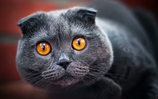 Картинка кот, пепельный, серый, взгляд, вислоухий
