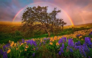 Картинка США, небо, Округ Колумбия, холмы, люпины, штат Вашингтон, цветы, радуга, Национальный парк, поляна
