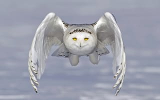 Картинка сова, крылья, полярная сова, полёт, белая сова