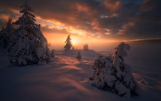 Картинка закат, сугробы, Рингерике, зима, снег, ели, деревья, Norway, Норвегия, Ringerike