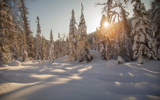 Картинка зима, сугробы, ели, лес, Сибирь, деревья, тайга, снег, Россия