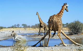 Картинка жираф, саванна, зебра, водопой, африка