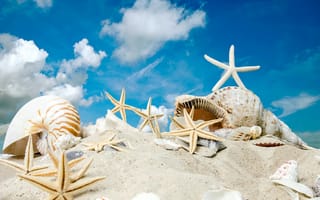 Картинка seashells, пляж, звезды, солнце, starfishes, песок, sand, sunshine, summer, море, beach, sea, ракушки, sky