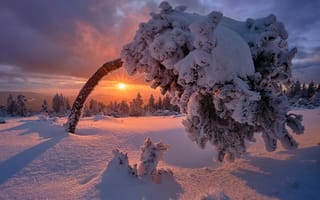 Картинка закат, Black Forest, Baden-Wurttemberg, снег, мороз, Germany, Германия, дерево, Шварцвальд, зима, Баден-Вюртемберг