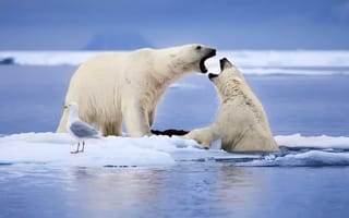 Картинка Белые медведи, чайка, снег, море, льдины, Норвегия, животные, птица