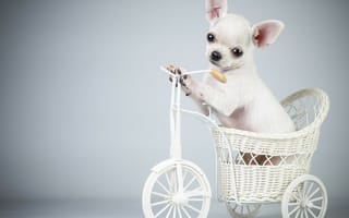 Картинка собака, велосипед, the dog, puppy, Bicycle, щенок