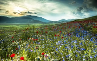 Картинка Италия, васильки, горы, маки, поле, ромашки, цветы, природа