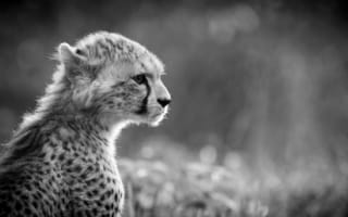 Картинка гепард, молодой, черно-белое, дикая кошка, морда, хищник, профиль