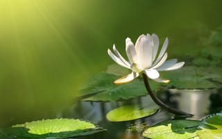 Картинка lotus, pound, кувшинка, лотос, flower, пруд, цветок, water lily, вода, water