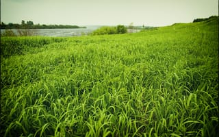 Картинка лето, трава, берег, природа, зеленый