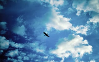 Картинка Небо, облака, чайка, птица