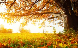 Картинка трава, солнечный лес, осень, деревья, листья