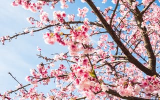 Картинка небо, ветки, цветение, blossom, весна, sakura, pink, сакура