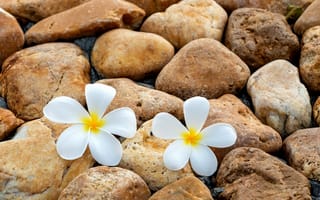 Картинка цветы, камни, stones, plumeria, плюмерия, pebbles