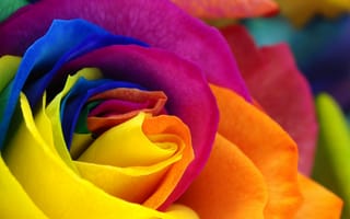 Картинка rose, flower, цветы, розы, красочные лепестки, colorful petals