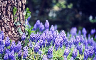 Картинка Виноградный гиацинт, природа, цветы, лес, трава, весна, кора, дерево, боке, ствол, синие