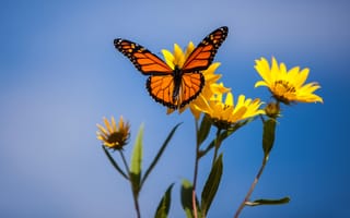 Картинка макро, бабочка, Данаида монарх, цветы, Топинамбур