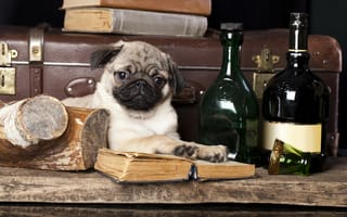 Картинка книги, мопс, собака, бутылки, чемодан