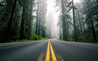 Картинка дорога, США, лес, шоссе, секвойи, туман, природа, разметка, деревья, Северная Америка