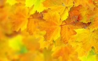Картинка боке, листья, осень