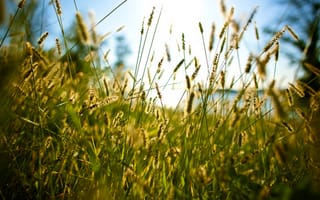 Картинка through the grass, трава, лето