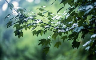 Картинка дерево, капли, ветки, дождь, блики, листья