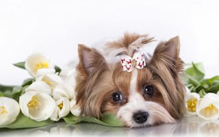 Картинка собачка, бантик, тюльпаны, йоркширский терьер, мордочка, цветы