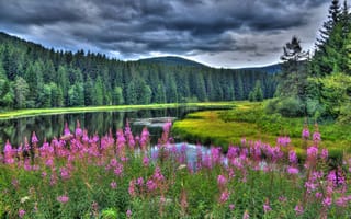 Картинка лес, Baden-Württemberg, цветы, лето, Германия, иван-чай, Баден-Вюртемберг, озеро, Germany