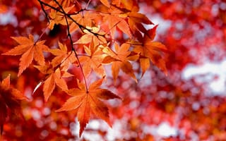 Картинка осень, красные листья, стиль макро