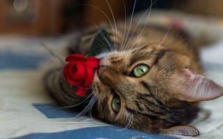 Картинка кот, кошак, котяра, цветок