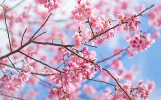 Картинка ветки, весна, blossom, cherry, сакура, pink, sakura, цветение