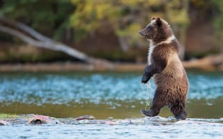 Картинка Медведь, хищник, река, Канада, идет, рыба, Гризли, вода, природа