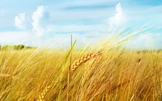 Картинка макро, небо, колос, пшеница, поле, облака