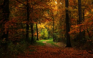 Картинка тропинка, природа, осень, лес