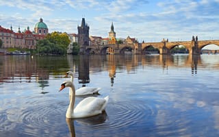 Картинка Прага, Влтава, дома, башня, Чехия, Карлов мост, река, лебеди