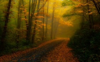Картинка дорога, Северная Каролина, туман, листва, лес, природа, осень, деревья, обработка, США