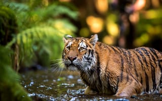 Картинка взгляд, тигр, выражение, купание, водоем, дикая кошка, боке, поза, листья, вода, морда, природа