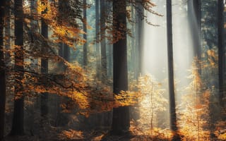 Картинка лес, лучи, свет, деревья, осень