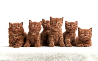 Картинка взгляд, котята, коричневые, милашки, компания, много, белый, шоколадные, сидят, британские, мордочки