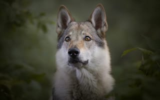 Картинка взгляд, морда, темный, красавец, собака, волчья, серая, портрет, поза, природа, большая, серый, волчья собака, волк, волчья собака Сарлоса, порода, крупная, ветки, листья, пёс, зеленый, пес