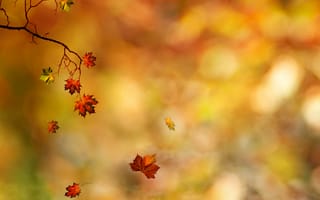 Картинка ветка, листья, осень