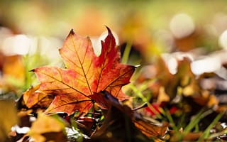 Картинка макро, листья, трава, осень